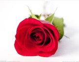 长沙鲜花本地免费速递 玫瑰单支批发 三八妇女节 母亲节教师感恩