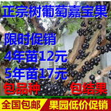 台湾嘉宝果 树葡萄小苗 观赏食用名贵水果树苗盆栽果苗植物果树苗