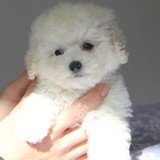 纯种白色贵宾泰迪幼犬狗狗出售 宠物犬玩具体白色贵宾泰迪