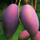 盆栽 红黄象牙芒 芒果树苗 结果量最多 倒挂芒果 香甜可口结果苗