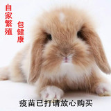 宠物兔子活体纯种荷兰垂耳兔活体盖脸猫猫兔兔宝宝自家繁殖包健康