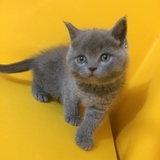 4月更新 英短蓝猫弟弟 幼猫活体幼崽 英国短毛猫 蓝胖子