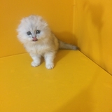4月更新 金吉拉折耳公 弟弟  小猫幼猫幼崽活体 宠物猫 纯种