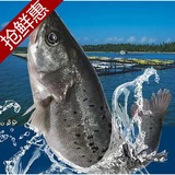海鲈鱼1条约600g 冰鲜海鲜水产批发价供应 菜市场沃鲜汇生鲜超市