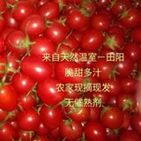 千禧小西红柿番茄圣女果 广西田阳特产  新鲜水果