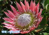 帝王花海神花种子Protea cynaroides南非国花进口多肉植物 2/5粒