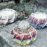 多肉植物花盆陶瓷创意个性多肉花盆手捏  景德镇陶瓷纯手工