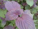 葡萄的美好生活~紫苏种子~庭院阳台盆栽有机蔬菜种子四季种植摘叶