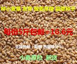 新货新小麦粒 农家小麦草种子 小麦苗榨汁 猫草 麦芽糖 麦子5斤装