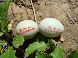 生态散养孔雀蓝野山鸡蛋30枚包装