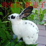 兔子活体巨大型肉兔成长系宠物黑白花熊猫兔迷你宝宝包包活包邮