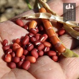 东北新货农家自产红小豆 虎林大粒红豆500g 食用清热补血五谷杂粮