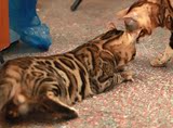 纯种孟加拉豹猫DD出售 大蟒纹