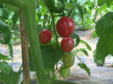 【萌菜园】徐州配送新鲜有机蔬菜红小番茄现摘天然农家场自种500