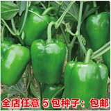 四季播 甜椒 西元辣椒种子  圆椒 阳台种菜 盆栽水果蔬菜 包邮