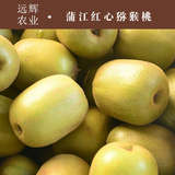2016四川蒲江红心红阳猕猴桃奇异果新鲜水果5斤约40个单果50-70克