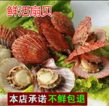 青岛特产海鲜新鲜野生鲜活扇贝水产烧烤贝类新鲜扇贝有黄扇贝