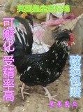 贵妃鸡受精蛋可孵化七彩山鸡种蛋孔雀珍珠鸡受精蛋野鸡种蛋土鸡种