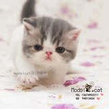 【MODEL CAT】琪琪的异国短毛猫加菲猫幼猫 宠物加菲CFA绿纸血统