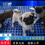 出售狗宠物北京卖巴哥犬哈巴狗活体健康疫苗驱虫完纯种后代公母多