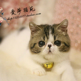 *爱莎猫苑的加菲猫*纯种棕白异国短毛活体宠物/单CFA幼猫DD(北京)