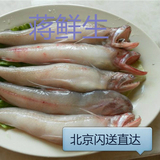 蒋鲜生海鲜当天捕捞野生新鲜豆腐鱼 龙头鱼 九肚鱼北京闪送直达