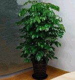 室内大型客厅办公绿植花卉盆栽观叶植物幸福树平安树吸甲醛防雾霾