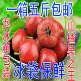 新鲜山楂水果 2015沂蒙山大金星健胃消食冰糖葫芦  一箱五斤包邮