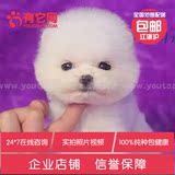 有它网出售宠物狗狗茶杯日本俊介白色球体哈多利博美犬幼犬活体四