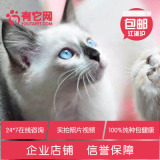 有它网 宠物活体小猫咪 纯种蓝眼重点色暹罗猫幼猫幼崽包健康1