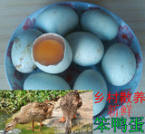 黑龙江乡村散养笨鸭蛋新下的生鸭蛋原生态新鲜有机鸭蛋30个包邮