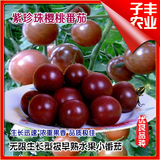 紫珍珠小番茄种子观赏盆栽水果型 樱桃番茄圣女果种子 小柿子种子