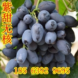 新品种果树苗木 紫甜无核（A17) 葡萄苗 晚熟 南方北方种植新品种