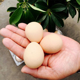 珍珠鸡蛋 30枚生态散养新鲜土鸡蛋农家鸡蛋益智蛋包邮