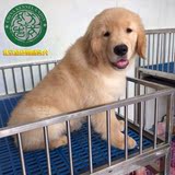 纯种美系赛级高端金毛幼犬出售北京地区可上门送货保证健康