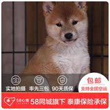 【58心宠】纯种柴犬宠物级幼犬出售 宠物狗狗活体 同城包邮