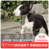【58心宠】纯种牛头梗双血统幼犬出售 宠物狗狗活体 成都包邮