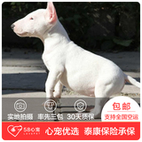 【58心宠】纯种牛头梗单血统幼犬出售 宠物狗狗活体 上海包邮