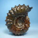 马达加斯加玉化大个鹦鹉螺羊角螺化石动物化石菊石diy饰品矿物化5