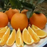 广西富川特产脐橙10斤装现摘水果新鲜甜橙子孕妇水果全国包邮中果