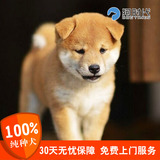 日本柴犬 母纯种幼犬活体 赤色幼崽  宠物狗狗时代 无出生纸