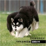 【百姓缘】纯种阿拉斯加犬幼犬阿拉斯加狗雪橇犬宠物狗狗活体出售