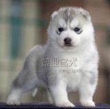 箴业名犬出售纯种健康哈士奇/西伯利亚雪橇幼犬宝宝犬企业店