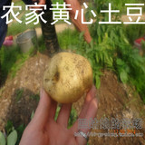 江西土特产深山农家自种黄心土豆新鲜带泥有机马铃薯5斤多省包邮