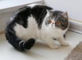 CFA注册宠物猫咪活体纯种猫加菲猫异国短毛猫大脸胖猫K咪已定西安
