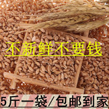 5斤包邮 山东当年新小麦粒农家自种麦子小麦种子面粉饲料五谷杂粮