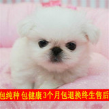 出售纯种京巴犬幼犬北京犬狮子狗小型犬赛级京巴宠物狗狗活体