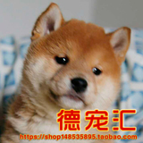 北京出售日本柴犬 纯种日系小柴 精品日本柴犬幼犬出售宠物狗狗