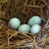 纯种乌鸡绿壳蛋当天新鲜纯天然绿壳蛋绿壳土鸡蛋农家自养40包邮