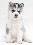 出售纯种哈士奇雪橇犬 赛级双蓝眼三把火哈士奇幼犬 哈士奇宠物狗